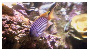 perciformes : pomacanthidés