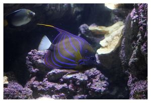 perciformes : pomacanthidés