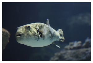 faune : Actinoptérygiens : tétraodontiformes