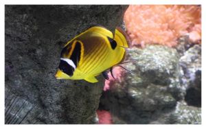 perciformes : chaetodontidés