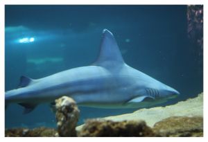 faune : chondrichtyens : Carcharhiniformes (requin marteau, roussette ...)