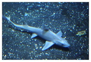 faune : chondrichtyens : Carcharhiniformes (requin marteau, roussette ...)