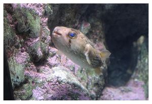 faune : Actinoptérygiens : tétraodontiformes