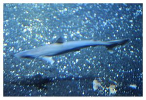 faune : chondrichtyens : Carcharhiniformes (requin marteau, roussette ...)