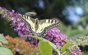 lépidoptères : papilionidés