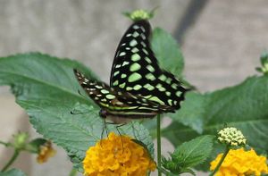 lépidoptères : papilionidés
