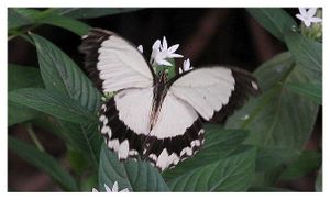 lépidoptères : papilionidés