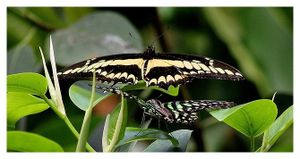 lépidoptères : papilionidés