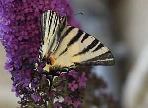 lépidoptères : papilionidés