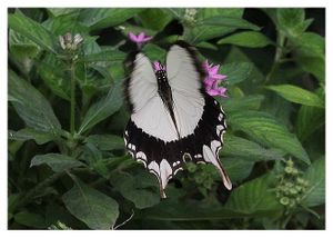 lépidoptères : papilionidés