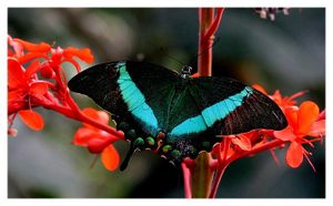 lépidoptères : papilionidés