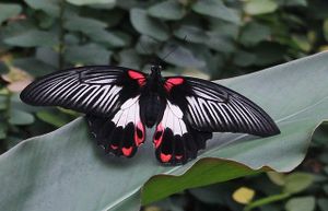 lépidoptères : papilionidés