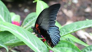 lépidoptères : papilionidés
