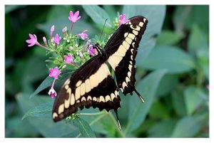 lépidoptères : papilionidés