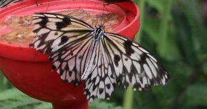 lépidoptères : papilionidés