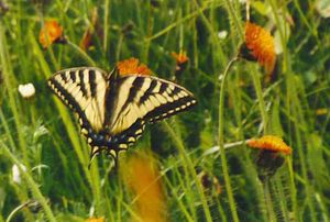 lépidoptères : papilionidés