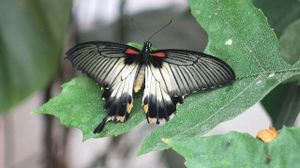 lépidoptères : papilionidés