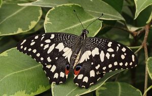 lépidoptères : papilionidés
