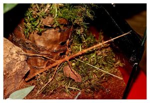 faune : insectes : phasmoptères