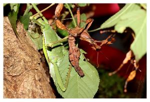 faune : insectes : phasmoptères