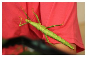 faune : insectes : phasmoptères