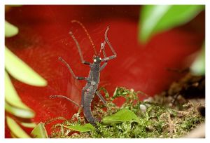 faune : insectes : phasmoptères
