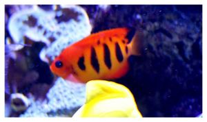 perciformes : pomacanthidés