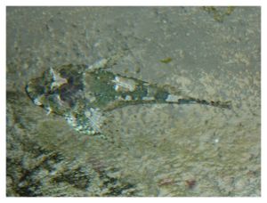 faune : actinoptérygiens : scorpéniformes (poissons)