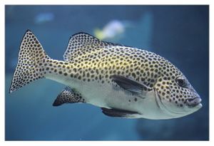 perciformes : haemulidés (poissons)