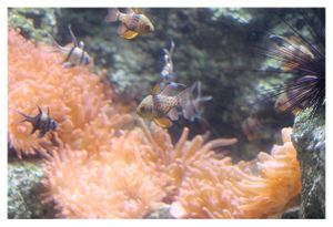 perciformes : apogonidés