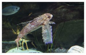 faune : actinoptérygiens : scorpéniformes (poissons)
