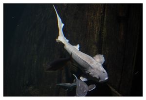 faune : Actinoptérygiens : acipensériformes