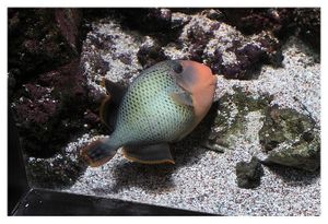 faune : Actinoptérygiens : tétraodontiformes