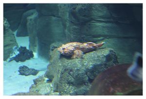 faune : actinoptérygiens : scorpéniformes (poissons)