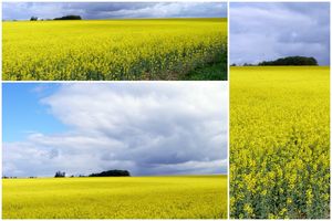une photo par jour en mai
