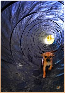 photo / concours photo "toutou en vacances"