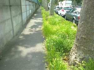 COLOMBES : les herbes folles