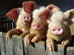 L'histoire merveilleuse des trois petits cochons
