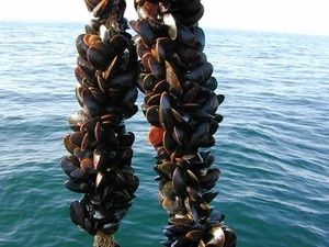 " La Moule de Bouchot "
