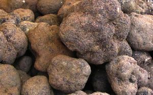 C'est la saison des truffes ...