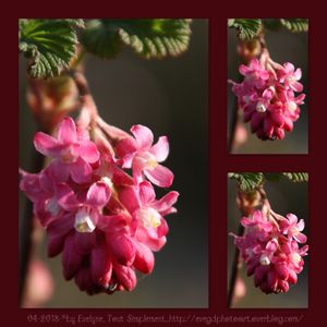 La vie en Rose...