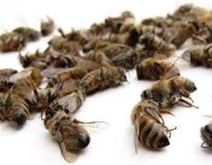 ABEILLES : LES TUEURS ET LES COMPLICES
