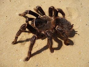 il fait partie de l'horrible bête tentaculaire ....BL
