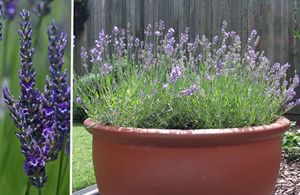 Formation d'Aromathérapie familiale en ligne