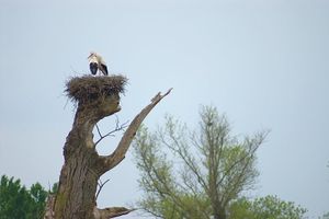 Le mot du dimanche – 4 août