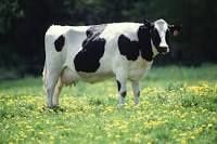 Crise du lait