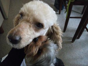 PATAUD ,PETIT CANICHE MASSACRE