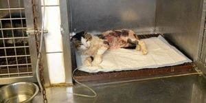BITERROIS : UN CHAT INCENDIE PAR JEU ?