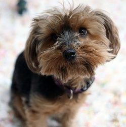 IL MALTRAITE LE CHIEN DE SON VOISIN DEVANT LES CAMERAS