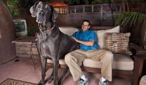 LE PLUS GRAND CHIEN DU MONDE EST MORT
